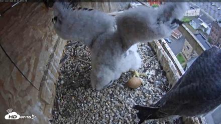 Utica Falcons Nest Box Live Webcam - May 23, 2026, 12:55pm EDT