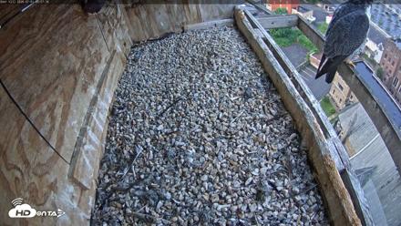 Utica Falcons Nest Box Live Webcam - Jul 1, 2026, 5:58am EDT