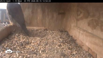 Utica Falcons Nest Box Live Webcam - Sep 15, 2026, 2:55pm EDT