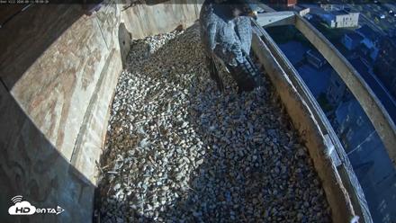 Utica Falcons Nest Box Live Webcam - Sep 11, 2026, 6:10pm EDT