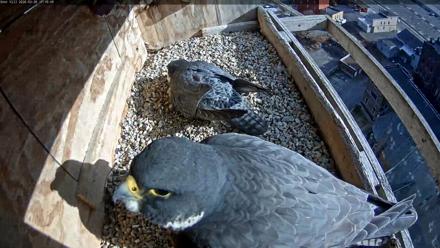 Utica Falcons Nest Box Live Webcam - Mar 28, 2026, 5:17pm EDT