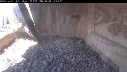 Utica Falcons Nest Box Live Webcam - Oct 9, 2026, 12:03pm EDT