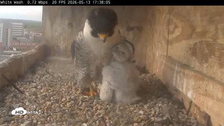 Utica Falcons Nest Box Live Webcam - May 13, 2026, 5:38pm EDT
