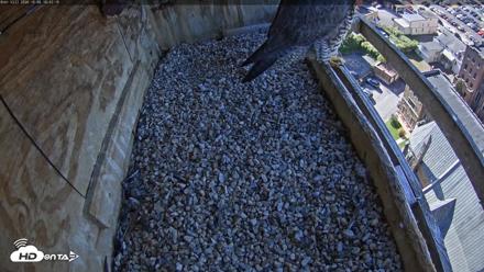 Utica Falcons Nest Box Live Webcam - Oct 6, 2026, 10:43am EDT