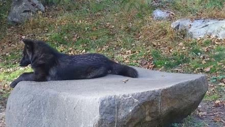 Ambassador Wolves Live Webcam at the Wolf Conservation Center - Oct 28, 2025, 3:39pm EDT