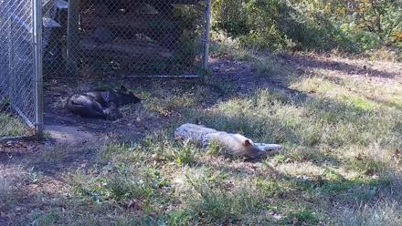 Ambassador Wolves Live Webcam at the Wolf Conservation Center - Oct 26, 2025, 1:50pm EDT