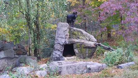 Ambassador Wolves Live Webcam at the Wolf Conservation Center - Oct 20, 2025, 10:49am EDT