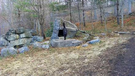 Ambassador Wolves Live Webcam at the Wolf Conservation Center - Nov 24, 2025, 7:48am EST