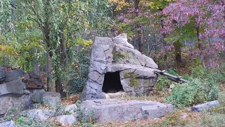 Ambassador Wolves Live Webcam at the Wolf Conservation Center - Oct 20, 2025, 12:19pm EDT