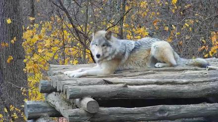 Ambassador Wolves Live Webcam at the Wolf Conservation Center - Nov 13, 2025, 7:51am EST