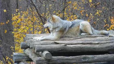 Ambassador Wolves Live Webcam at the Wolf Conservation Center - Nov 13, 2025, 7:51am EST