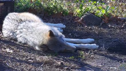 Ambassador Wolves Live Webcam at the Wolf Conservation Center - Nov 19, 2025, 12:33pm EST