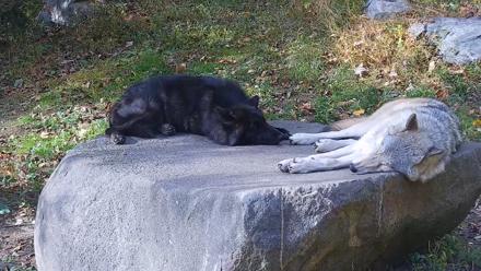 Ambassador Wolves Live Webcam at the Wolf Conservation Center - Oct 22, 2025, 3:06pm EDT