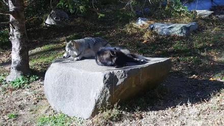 Ambassador Wolves Live Webcam at the Wolf Conservation Center - Nov 4, 2025, 2:00pm EST