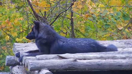 Ambassador Wolves Live Webcam at the Wolf Conservation Center - Nov 3, 2025, 1:09pm EST