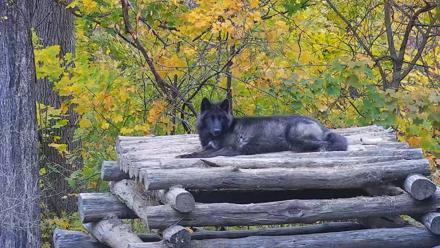 Ambassador Wolves Live Webcam at the Wolf Conservation Center - Nov 3, 2025, 2:56pm EST