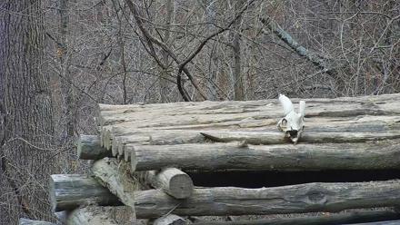 Ambassador Wolves Live Webcam at the Wolf Conservation Center - Dec 7, 2025, 3:31pm EST