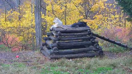 Ambassador Wolves Live Webcam at the Wolf Conservation Center - Nov 8, 2025, 8:09am EST