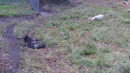 Ambassador Wolves Live Webcam at the Wolf Conservation Center - Oct 25, 2025, 1:45pm EDT