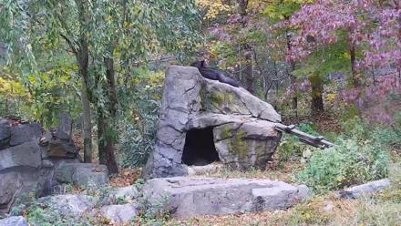 Ambassador Wolves Live Webcam at the Wolf Conservation Center - Oct 20, 2025, 11:36am EDT