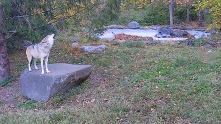 Ambassador Wolves Live Webcam at the Wolf Conservation Center - Oct 21, 2025, 7:54am EDT