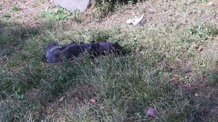 Ambassador Wolves Live Webcam at the Wolf Conservation Center - Oct 19, 2025, 1:52pm EDT