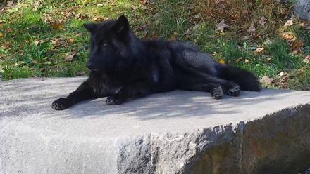 Ambassador Wolves Live Webcam at the Wolf Conservation Center - Oct 22, 2025, 1:50pm EDT