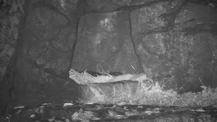 Ambassador Wolves Live Webcam at the Wolf Conservation Center - Oct 31, 2025, 1:08am EDT