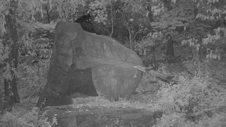 Ambassador Wolves Live Webcam at the Wolf Conservation Center - Oct 29, 2025, 7:06am EDT