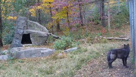 Ambassador Wolves Live Webcam at the Wolf Conservation Center - Oct 29, 2025, 11:21am EDT