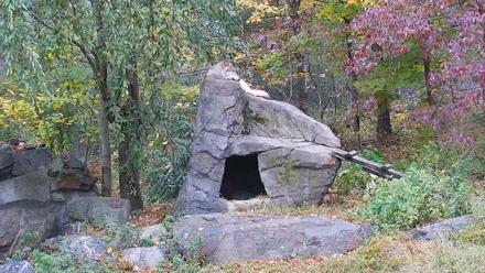 Ambassador Wolves Live Webcam at the Wolf Conservation Center - Oct 20, 2025, 2:10pm EDT