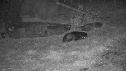 Ambassador Wolves Live Webcam at the Wolf Conservation Center - Nov 18, 2025, 10:59pm EST