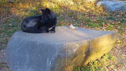 Ambassador Wolves Live Webcam at the Wolf Conservation Center - Nov 4, 2025, 7:53am EST