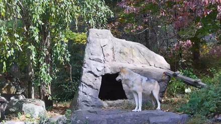 Ambassador Wolves Live Webcam at the Wolf Conservation Center - Oct 19, 2025, 12:17pm EDT