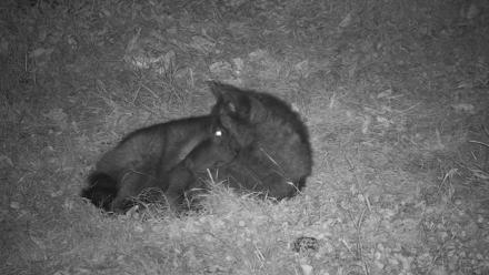 Ambassador Wolves Live Webcam at the Wolf Conservation Center - Oct 24, 2025, 10:45pm EDT