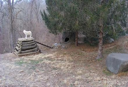 Ambassador Wolves Live Webcam at the Wolf Conservation Center - Dec 13, 2025, 7:25am EST