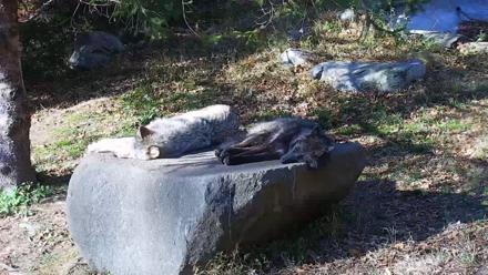 Ambassador Wolves Live Webcam at the Wolf Conservation Center - Nov 8, 2025, 1:28pm EST