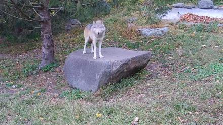 Ambassador Wolves Live Webcam at the Wolf Conservation Center - Oct 20, 2025, 2:48pm EDT