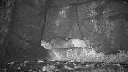 Ambassador Wolves Live Webcam at the Wolf Conservation Center - Oct 31, 2025, 2:58am EDT