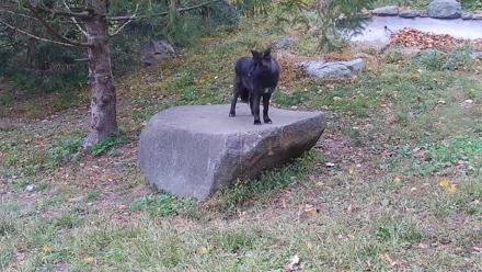 Ambassador Wolves Live Webcam at the Wolf Conservation Center - Oct 20, 2025, 3:15pm EDT