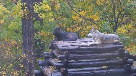 Ambassador Wolves Live Webcam at the Wolf Conservation Center - Oct 30, 2025, 3:39pm EDT