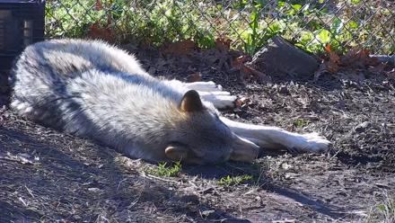 Ambassador Wolves Live Webcam at the Wolf Conservation Center - Nov 19, 2025, 1:08pm EST