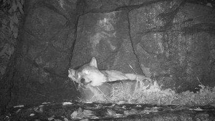 Ambassador Wolves Live Webcam at the Wolf Conservation Center - Oct 30, 2025, 11:08pm EDT