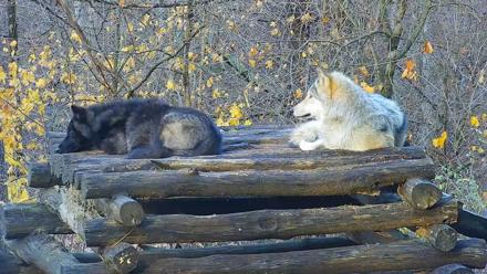 Ambassador Wolves Live Webcam at the Wolf Conservation Center - Nov 16, 2025, 7:56am EST