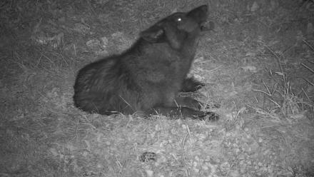 Ambassador Wolves Live Webcam at the Wolf Conservation Center - Oct 24, 2025, 10:58pm EDT
