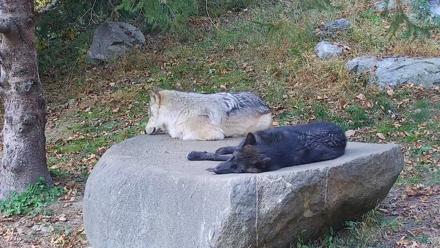 Ambassador Wolves Live Webcam at the Wolf Conservation Center - Oct 29, 2025, 2:40pm EDT