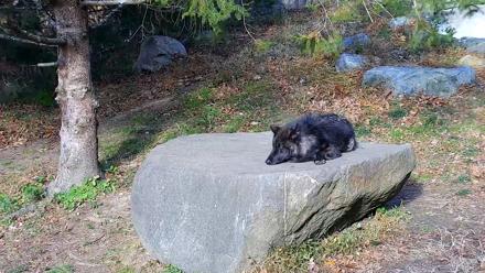 Ambassador Wolves Live Webcam at the Wolf Conservation Center - Nov 17, 2025, 9:56am EST