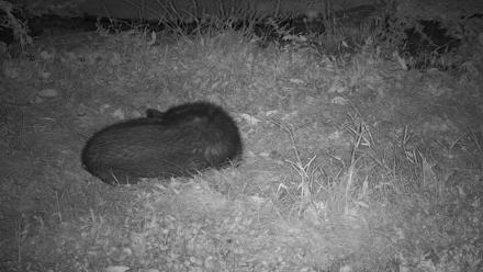 Ambassador Wolves Live Webcam at the Wolf Conservation Center - Oct 19, 2025, 4:21am EDT