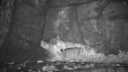 Ambassador Wolves Live Webcam at the Wolf Conservation Center - Oct 30, 2025, 11:08pm EDT