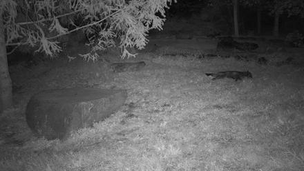 Ambassador Wolves Live Webcam at the Wolf Conservation Center - Oct 21, 2025, 12:41am EDT